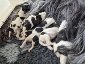 Schapendoes N-nest van de Roeskebeer